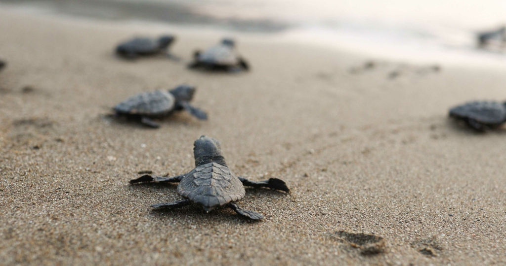 Protecting-hatchlings-DEKAMER