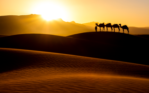 camels sunset